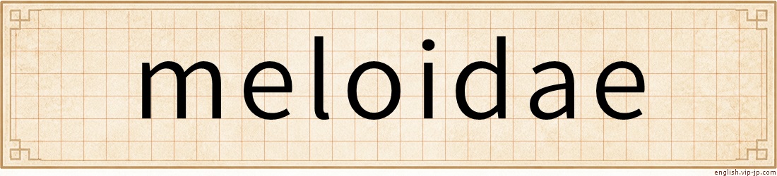 meloidae