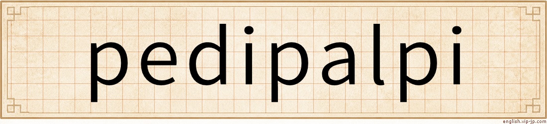 pedipalpi