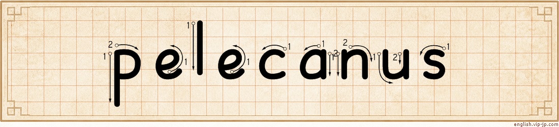 pelecanus lettering