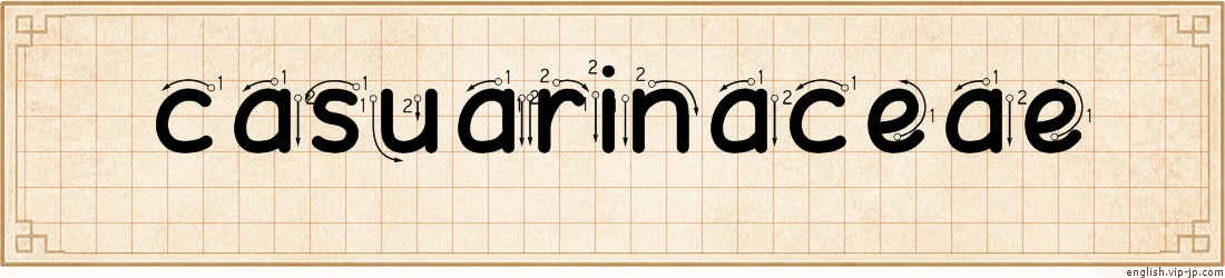 casuarinaceae lettering