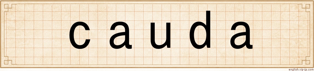 cauda