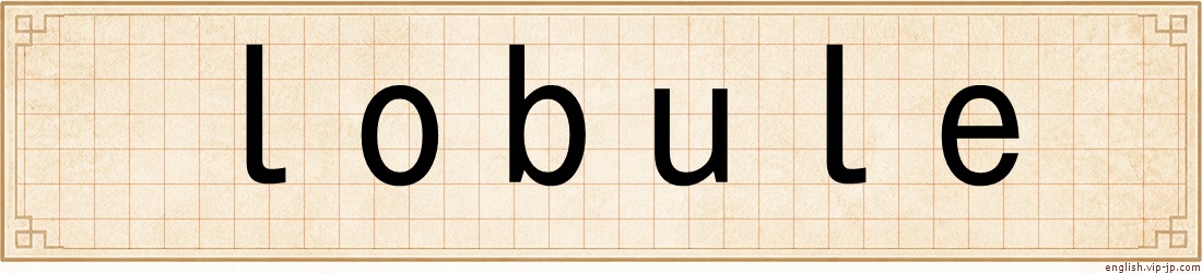 lobule