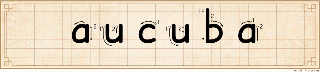 aucuba lettering
