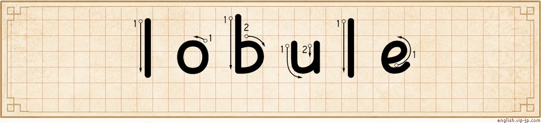 lobule lettering