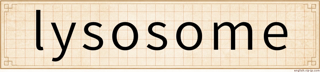 lysosome
